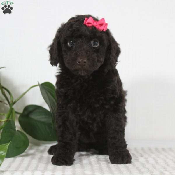 Cocoa, Miniature Poodle Puppy